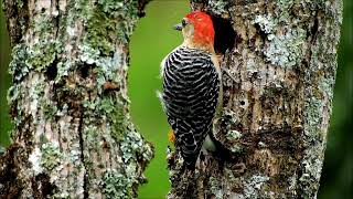 Kleine Improvisation C-Dur