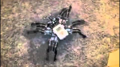 prototype PF NXT OMNI SPIDER omnidirectional spider LEGO walking robot technic mindstorms 360p