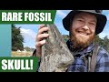 Rare fossil marlin skull discovery - one of my best fossil hunts yet - around 50 million years old