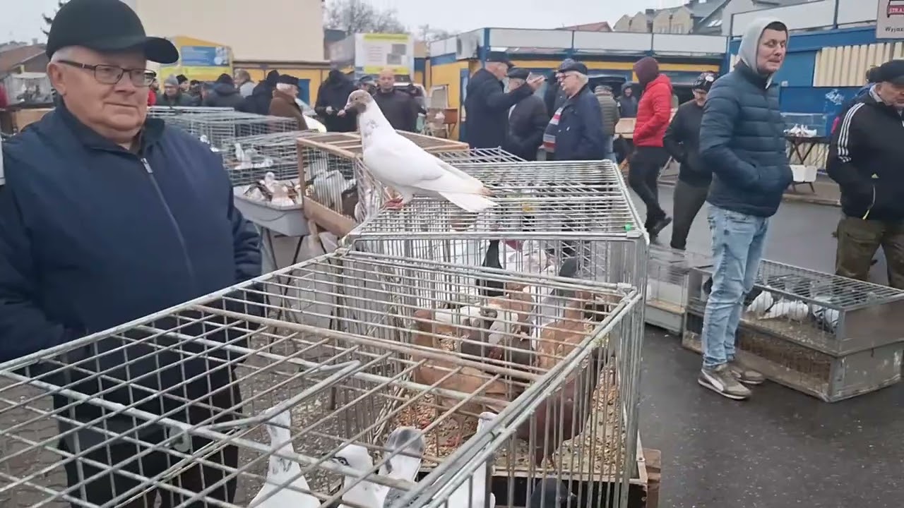 Rynek Skierniewice z Gołębiami 9.11.2025 😊Przyjechali z Wrocławia 400km 😮 zapraszam na film 3/3