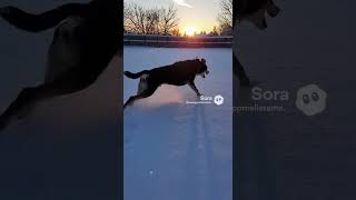 Daisy. #dog #dogshorts #Daisy #olderdog #snow