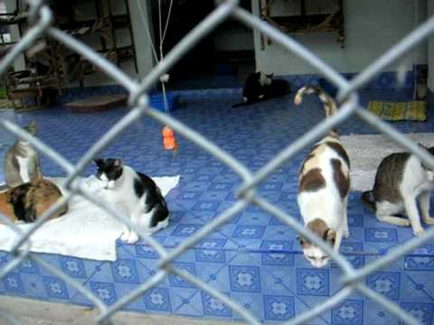 Dogrescue Taling Ngam 2009