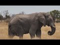 Eléphant des savanes (Loxodonta africana) dans la réserve d&#39;Etosha (Namibie)