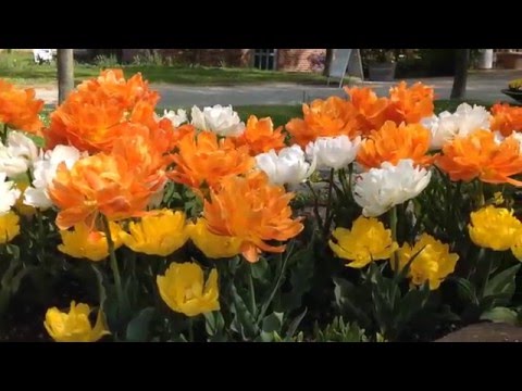 Ein Spaziergang Durch Den Botanischen Garten Kassel Youtube