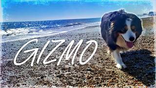 [Special] Gizmo: The Tamed Beast
