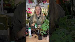 🍅Пикировка томатов по технологии АС-35🍅 #рассада #огород #сад #садоводничество