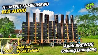 Anak Brewog Cabang Lumajang bcd Persiapan Sumbersewu