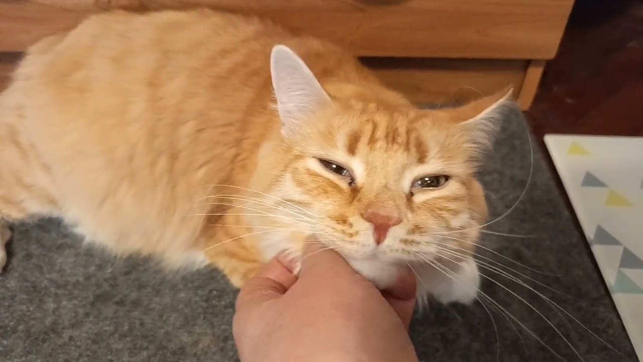 Кузяша мурчательный и замечательный, рекомендую лекарство, всех лю❤