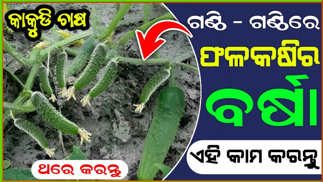 କାକୁଡି ଅସମ୍ଭାଳ ହୋଇ ଫଳିବ Best Trick To Grow Cucumber Kakudi Chasa