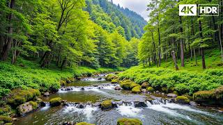 Healing Nature Sounds 🍃 Soft Relaxing Music to Calm Stress & Quiet Your Thoughts screenshot 3
