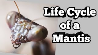 Life Cycle of A Mantis