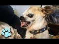 Funniest Chihuahuas 2018 | Try Not To Laugh | That Pet Life