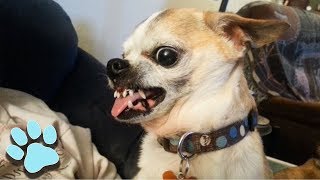 Funniest Chihuahuas 2018 | Try Not To Laugh | That Pet Life