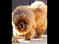 Тибетский мастиф будущая мать 2,5 года | Tibetan mastiff Chinese female 2,5 years old - future mom