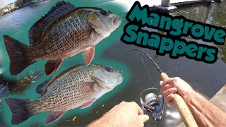 Mangrove Snappers in Fort Lauderdale
