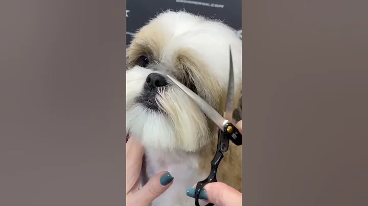 Shih Tzu Haircut