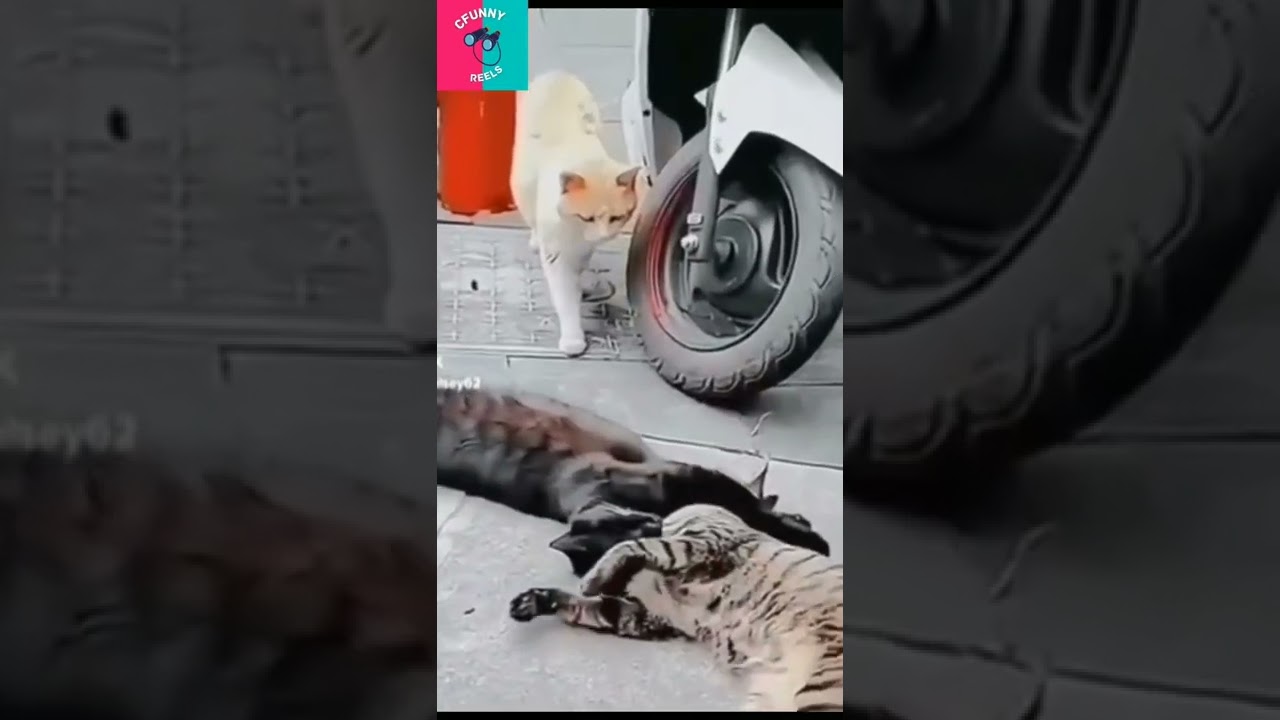 😜Funny Dog Mix😄