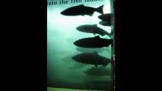 Chinook Salmon Run