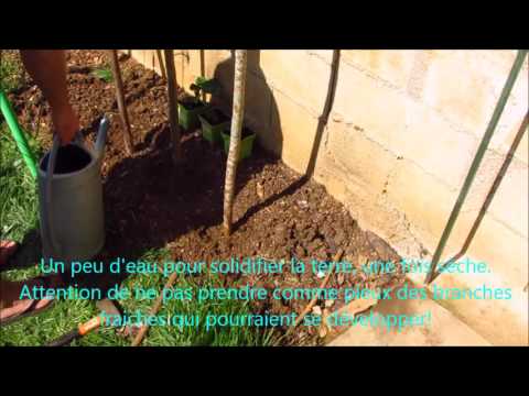 Jardinage Comment Planter Un Fraisier Grimpant Mount Everest