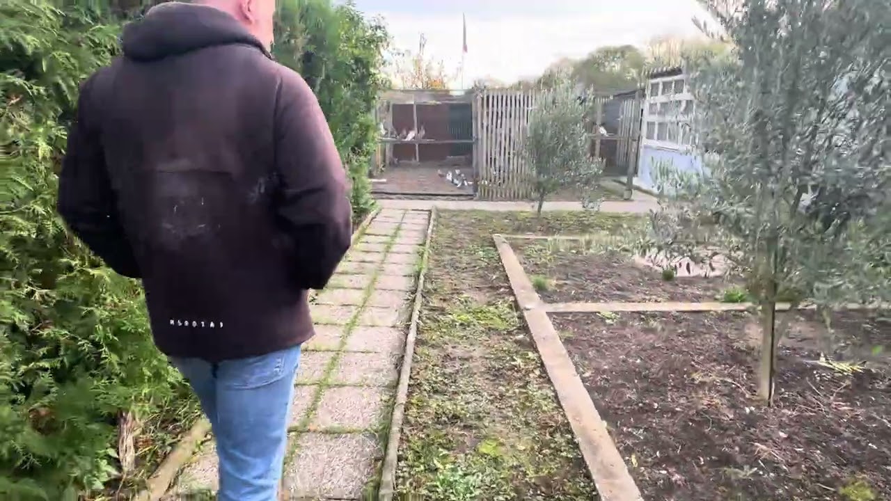 الحمام العراقي في أوربا المانيا  صورنالكم يم الجناي الراقي نصير في مدينة كارسلو مشاهده ممتعة 🌹