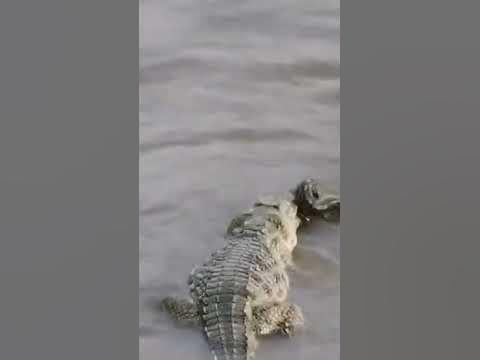 Crocodile Vs Python Fight - YouTube