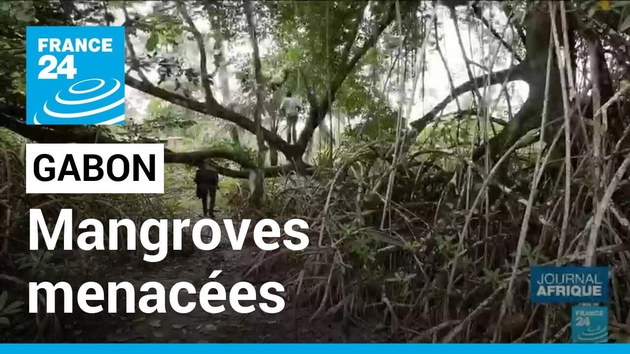 Les mangroves du Gabon menacées par des projets immobiliers • FRANCE 24