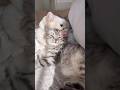 太陽の光、眩しいって🐱💢 #cat #kitten #猫 #子猫 #猫のいる暮らし