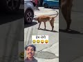 Prem rogi dog 🐕☺️☺️#shortsfeed #trendingshorts #shortsviral #shorts