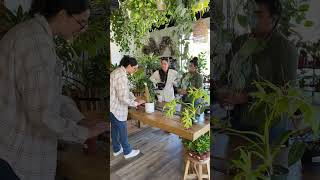 Plant Care Jungle Room #plantcollector #rareplants #plants #urbanjungle #plantshop #plantsoftiktok