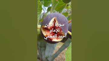 سورة التين للإمام أحمد العجمي