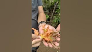 Three different kinds of Ylang Leaves with difference fragrance