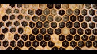 فوائد عسل النحل للحامل