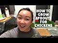 HOW TO: Grow Sprouts for Chickens