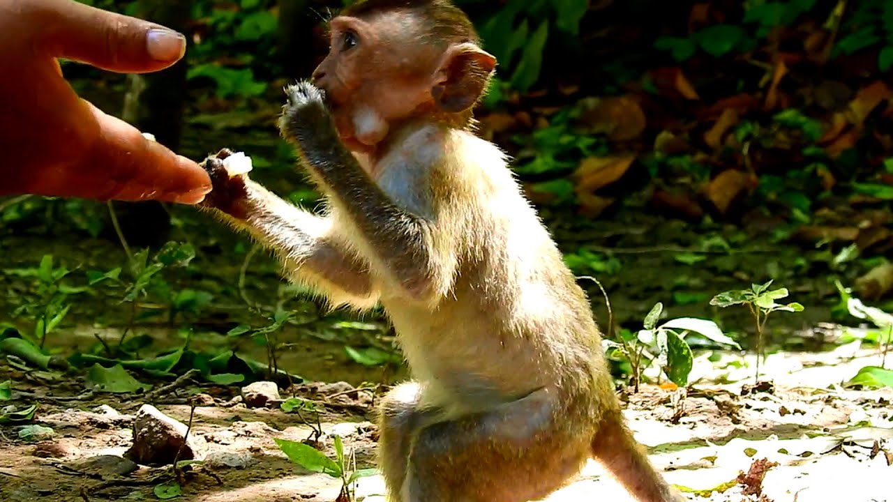 Update poor orphan baby monkey Dustin, He is so happy when he got some food