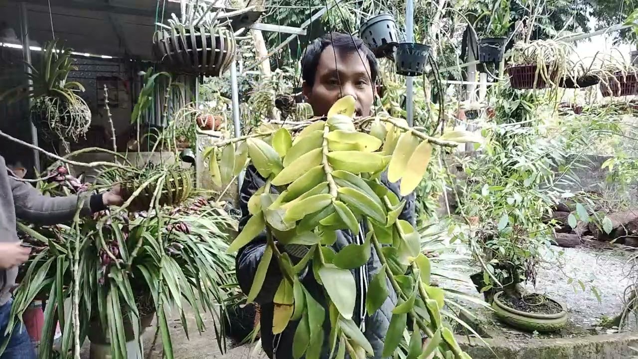 16/1 Bán Lan Rừng Lai Châu Víp Đẹp 0912003665