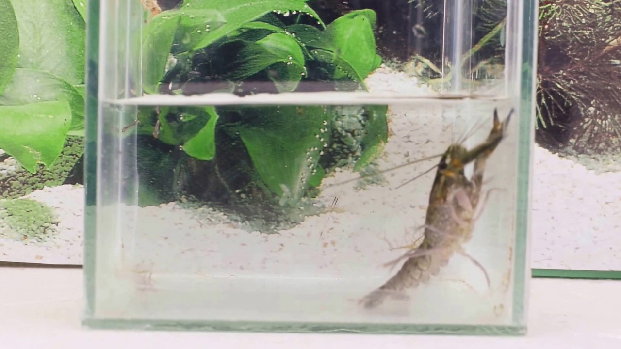 shrimp eating mosquito larvae , laos 2017 YouTube