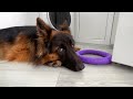 18 Sounds a German Shepherd Makes In Under 3 Minutes