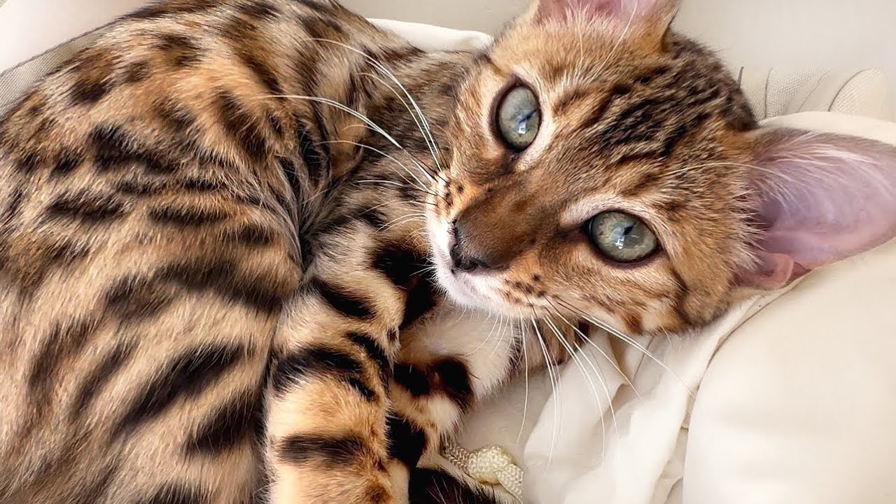 Mimi’s Family Diary| Bengal Cat annoys Mini Dachshunds.