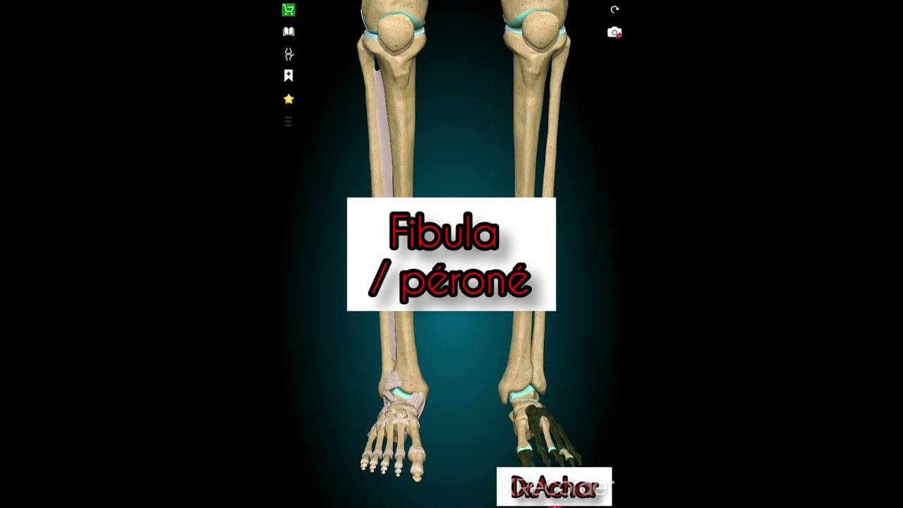 #anatomie de la #fibula