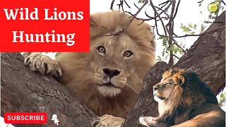 Lions Hunting Prey In Africa - African Wild Lions Hunting