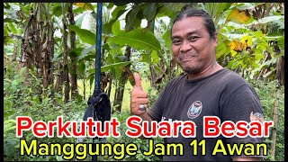 Download Lagu Bikin Penasaran Mikat Perkutut Lokal di Jalur Kereta Api Ambarawa - Kedungjati MP3