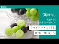 【2025年夏ギフト】大村さんのシャインマスカットと種なし黒ぶどう