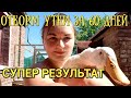 Выращивание уток от начала до забоя Большая утка за 60 дней