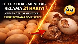 Telur 21 Hari Belum Menetas? Ini Solusinya!
