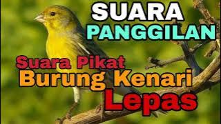 SUARA PIKAT KENARI SUARA PEMANGGIL KENARI LEPAS