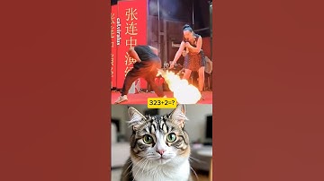 cat reaction video #video #trending #cat #entertainment #allcountry #memes