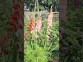 natural beauty #quran #village #viral shorts #trending