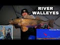 Ice fishing river walleye  sauger with livescope plus  nonstop action