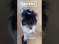 パピヨンのレディちゃんの里親さん募集中です✨