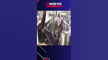 Ngư Dân Suýt Mất mạng Khi Câu Một Con Cá Kiếm Khổng Lồ #danhbatca #caucabien